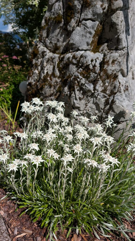 Landhaus Wiederkehr - Aussenansicht - Edelweiß